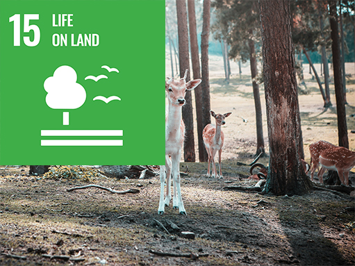 sdg goal, life on land